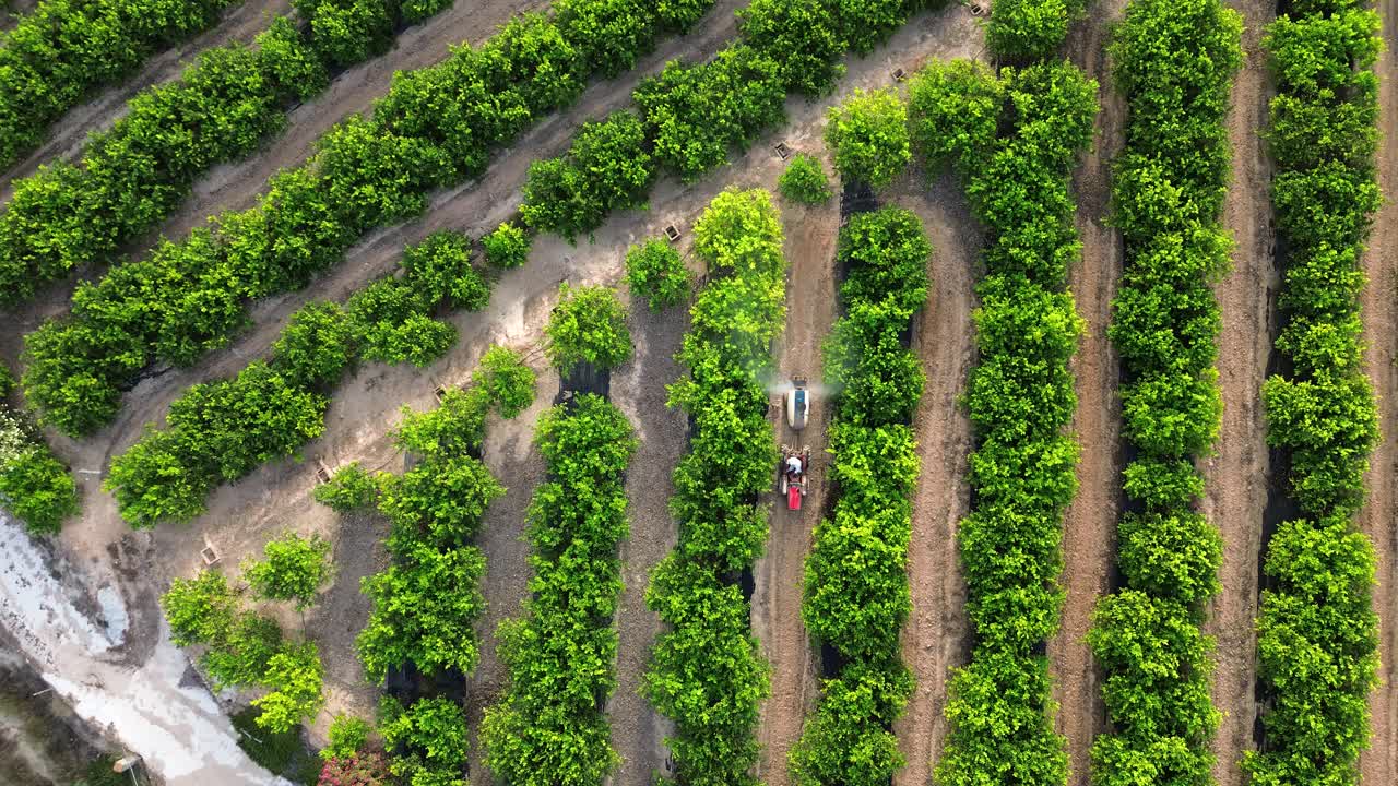 granjero anónimo conduciendo un tractor rociando pesticidas en limoneros