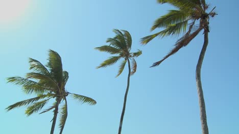 a low view of palm trees blowing in the wind