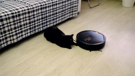 black cat playing with robotic vacuum cleaner which is cleaning floor. 4k