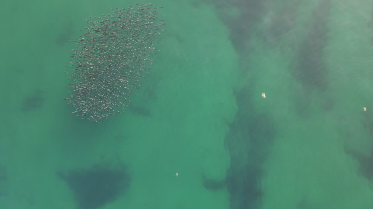 School of fish seen from above on the atlantic ocean