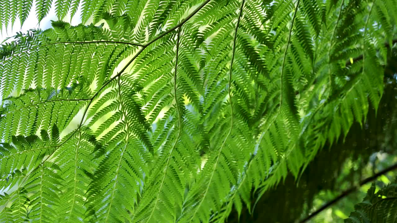 Close-up of vibrant green fern leaves swaying gently in natural forest sunlight, static camera