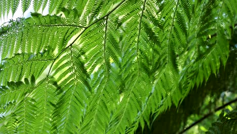 close-up of vibrant green fern leaves swaying gently in natural forest sunlight, static camera