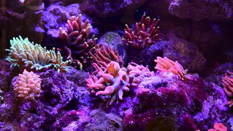 vibrant coral reef aquarium