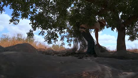 farmer preparing for harvesting carob pods