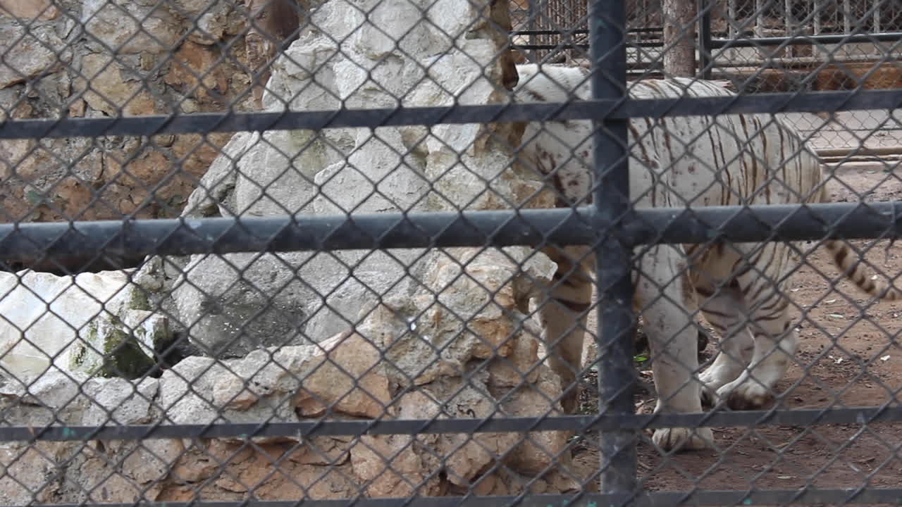 tigre blanco en un zoologico de mexico
