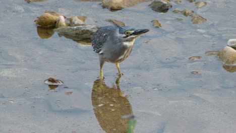 striated heron in hunting in shallow water, alerted by flying by bird - gazing at a flying bird