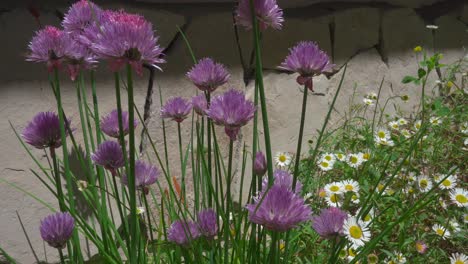 Flowering-ciboulette-in-the-courtyard-of-a-house