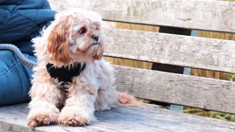 dog sitting on bench with person nearby