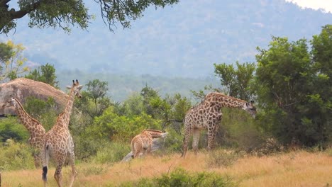 Jirafas-Salvajes-Comiendo-Y-Caminando-En-El-Monte,-En-Sudáfrica-En-Un-Día-Soleado