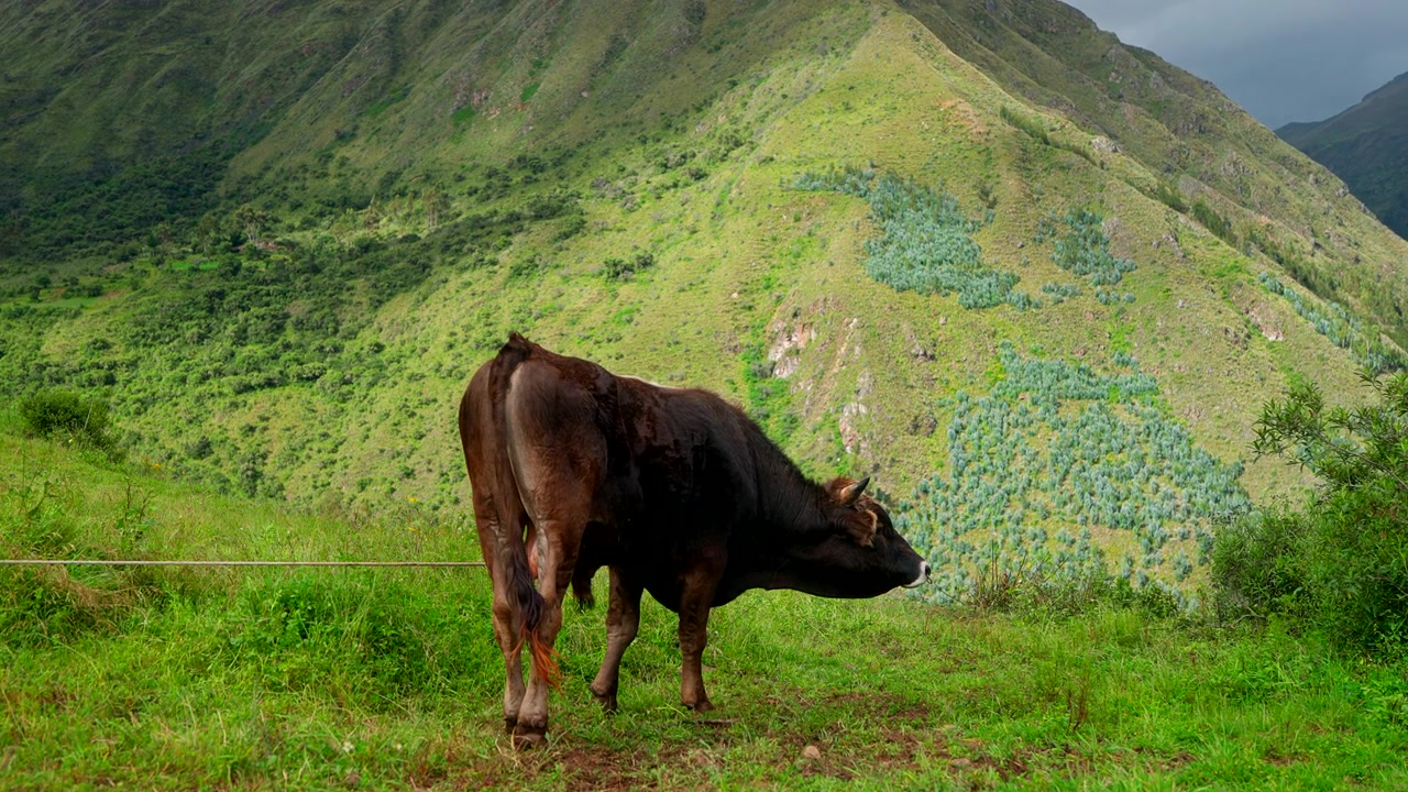 Đồng cỏ chăn nuôi gia súc, Sườn dốc cao nguyên, Phong cảnh núi non, Thung lũng Linh thiêng, Peru, Nam Mỹ