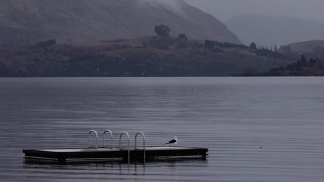 un día lluvioso en nueva zelanda con un pájaro en el lago