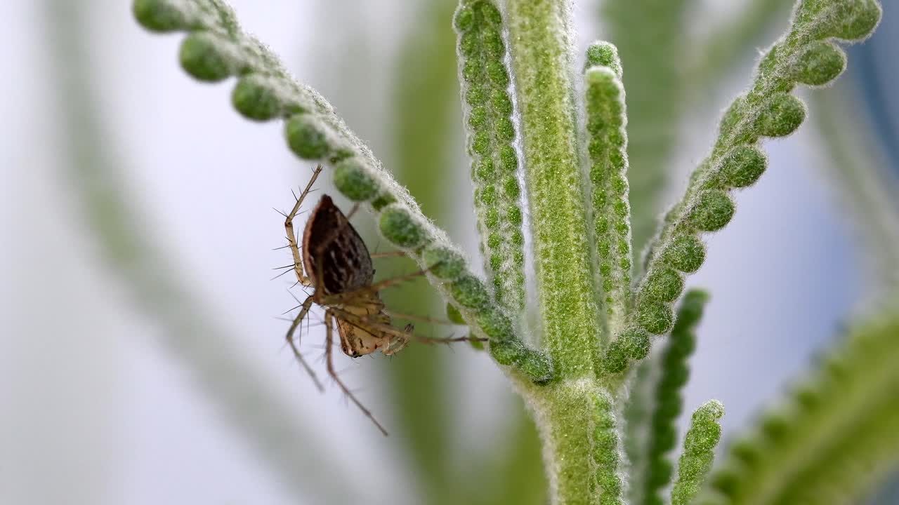una araña oxiopes pequeña, marrón y peluda tranquila bajo un tallo de lavanda - cerrar