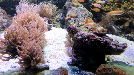 Coloridos-Peces-Tropicales-En-El-Acuario