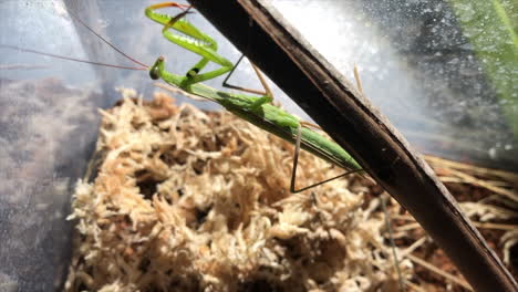una mantis religiosa se sienta debajo de una rama, al acecho para atrapar presas