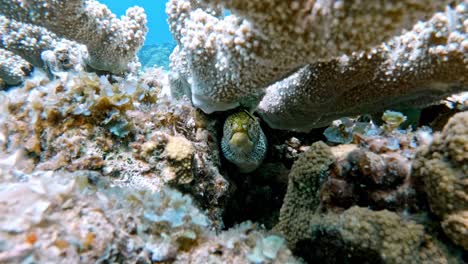 beautiful green sea turtle feeding from in coral reef - underwater, closeup shot