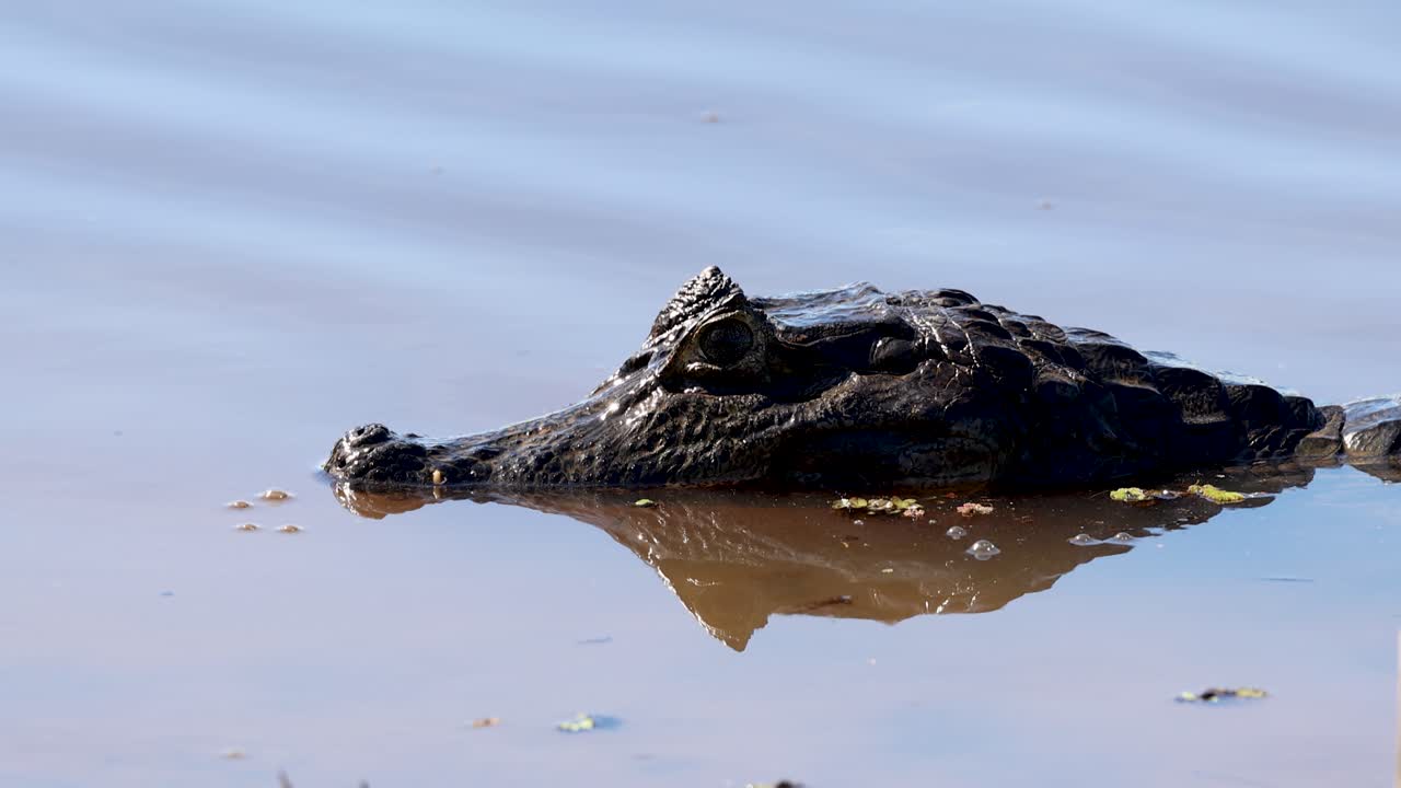 Alligator. Crocodile, Alligator. Wetlands, Pantanal Mato Grosso, Brazil