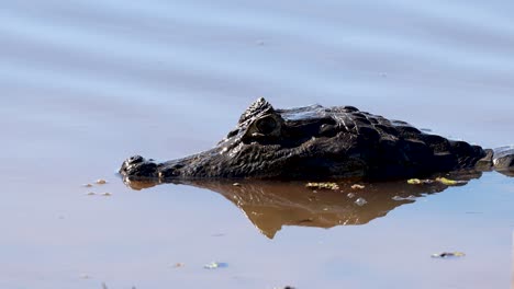 alligator. crocodile, alligator. wetlands, pantanal mato grosso, brazil