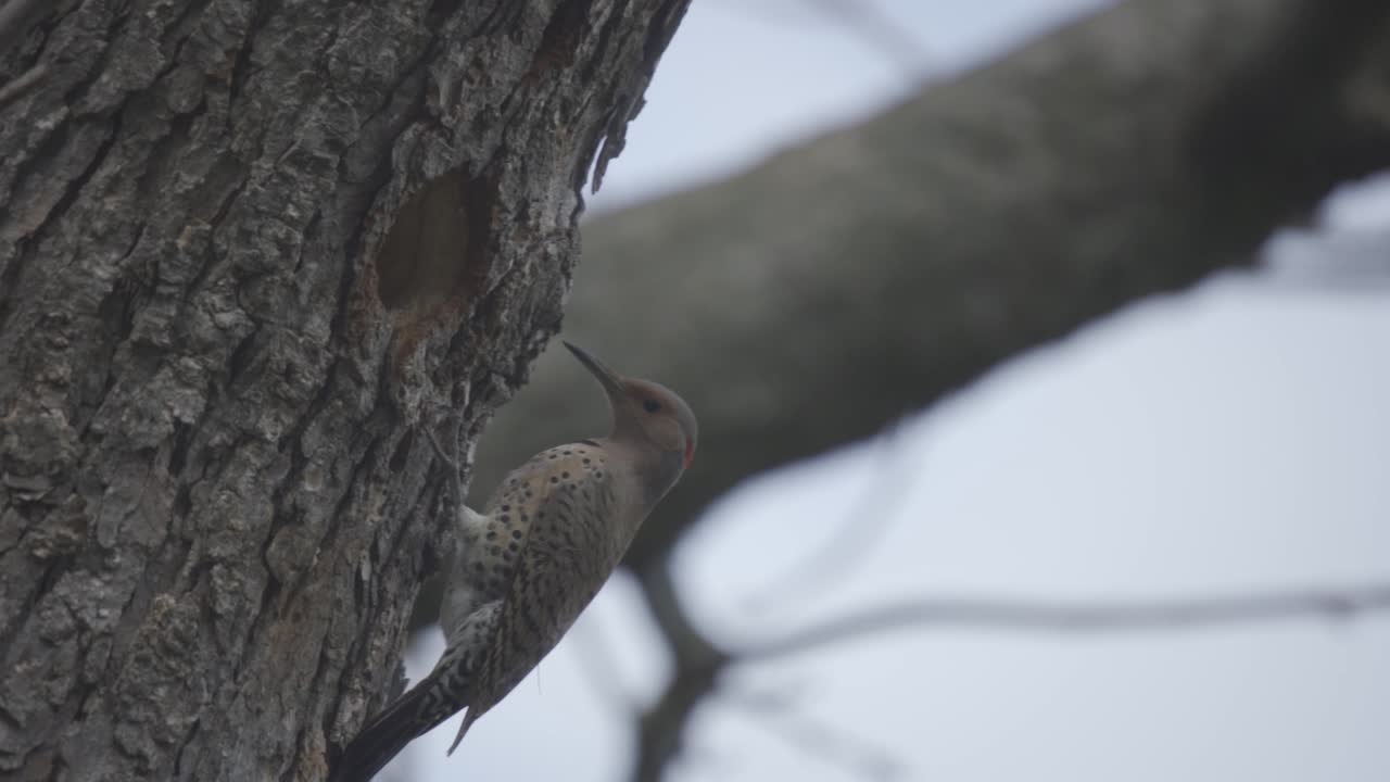 retrato de un hermoso parpadeo del norte, pájaro carpintero salvaje de canadá y américa