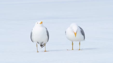 兩個海<unk>在晴天站在雪中笑著