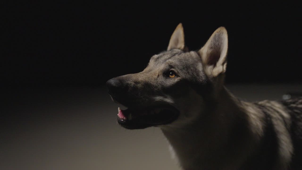 волчья собака в темной студийной среде
