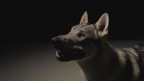 Perro-Lobo-En-Un-Ambiente-De-Estudio-Oscuro.