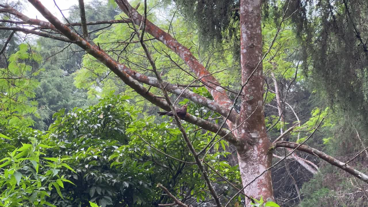 Wild birds flying from tree branches in the forest. Turdus poliocephalus, Tropical Birds in the wild