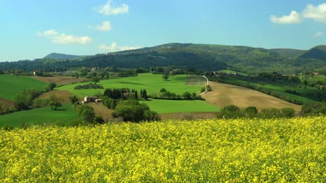 aerial natural scenic countryside hill italian landscape with yellow rapeseed field, drone fly above unpolluted environment