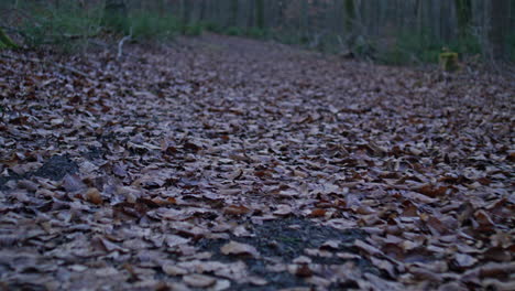 Caminando-En-El-Bosque-Por-Un-Camino-Cubierto-De-Hojas-Marrones