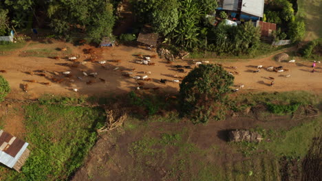 Vista-Aérea-Del-Mercado-De-La-Ciudad-De-Jinka-Y-La-Cría-De-Animales-En-El-Este-De-Etiopía