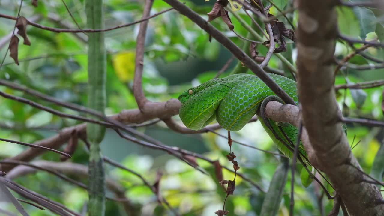 이 이 숨을 쉬고 왼쪽으로 바라보는 모습을 카메라가 확대합니다. vogel's pit viper trimeresurus vogeli, 태국