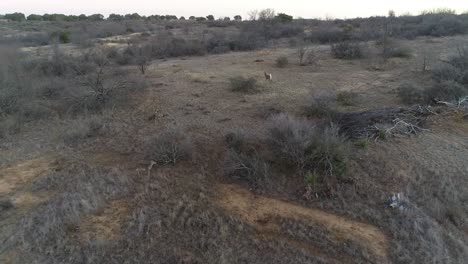aerial view of a feral hog and white-tail deer.