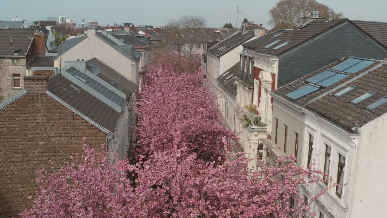 드론 - heerstraße heerstreet breitestraße bonn 25p의 kirschbluete 벚꽃의 공중 드론 샷