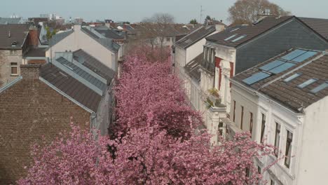 drone - aerial drone shot of the kirschbluete cherry blossom in the heerstraße heerstreet breitestraße bonn 25p