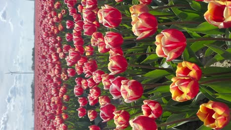 tulipanes rojos y amarillos al sol