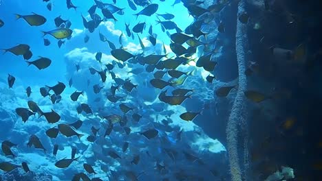 underwater shots while diving on a colorful reef with many fishes.