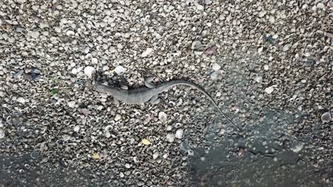 monitor lizard eat food over the sea shell.