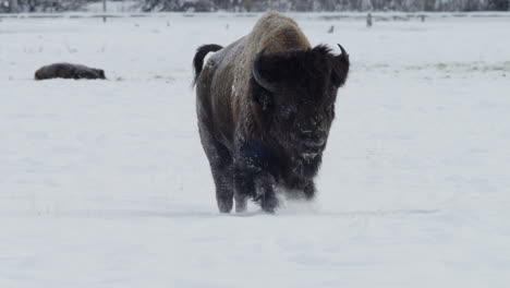 un bisonte joven caminando en el campo nevado en invierno en whitehorse, yukon, canadá.