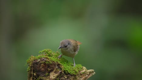 Ein-Süßer-Horsfield-Babbler-Vogel-Schüttelt-Seinen-Körper-Auf-Einem-Moosigen-Ast