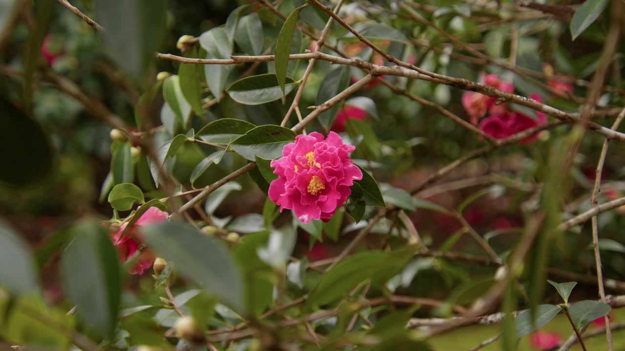 A vibrant camellia in full bloom with soft petals and rich details. Captured in 4K slow motion, this shot showcases the elegance of nature and botanical beauty.