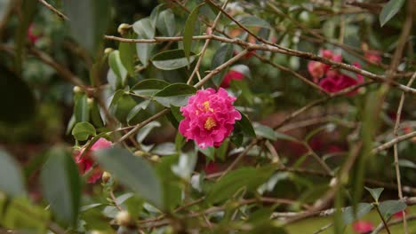a vibrant camellia in full bloom with soft petals and rich details. captured in 4k slow motion, this shot showcases the elegance of nature and botanical beauty.