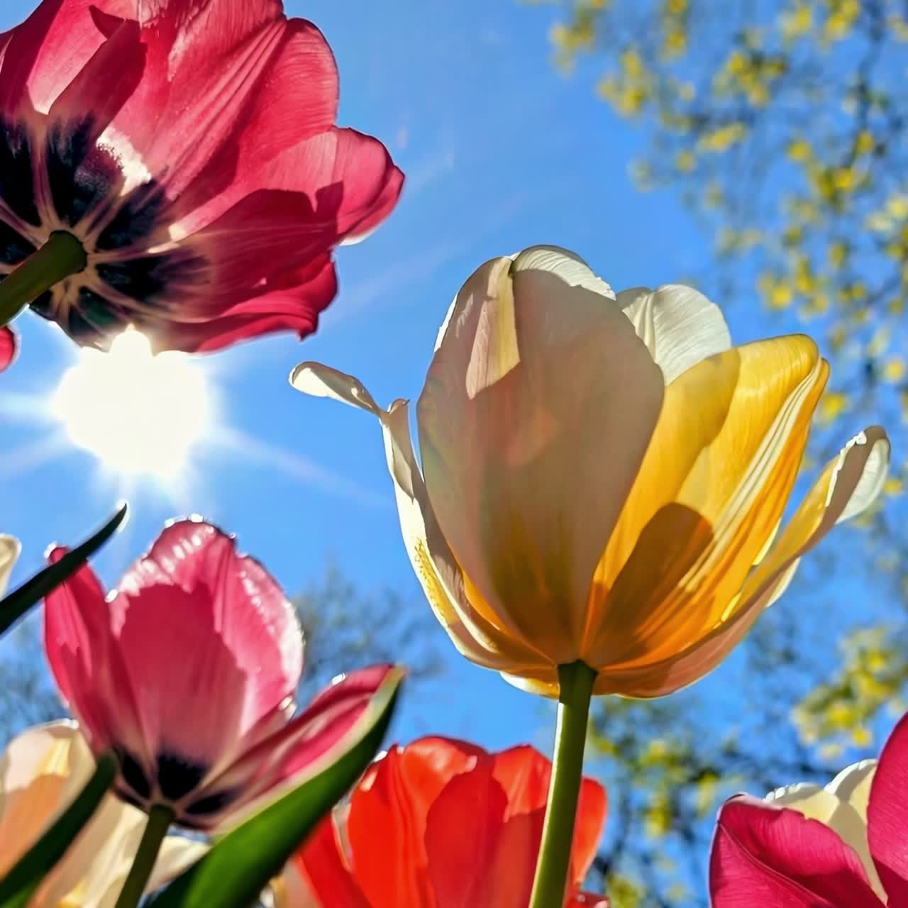 Ripresa video dal basso di tulipani vivaci contro un cielo azzurro brillante, con la luce del sole che filtra