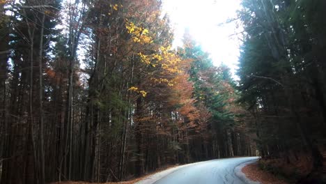 driving through woods in autumn, fall foliage, wilderness and outback driving