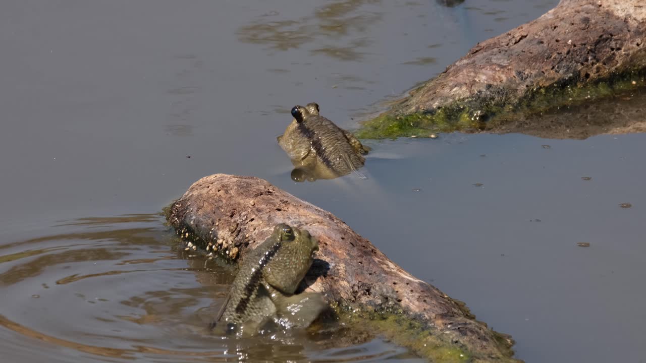 descansando entre dos pedazos de madera a la deriva, luego uno llega a descansar en el frente y se va, el saltarín de barro de manchas doradas periophthalmus chrysospilos, tailandia