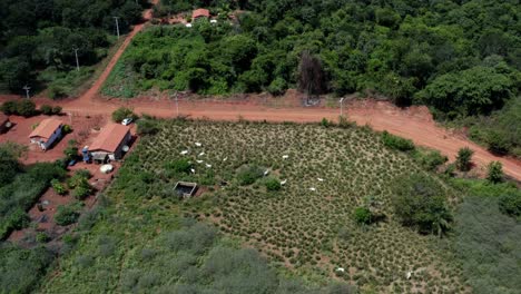 Toma-Aérea-Giratoria-De-Un-Rebaño-De-Vacas-En-Una-Granja-Brasileña-En-El-Parque-Nacional-Chapada-Diamantina-En-El-Norte-De-Brasil-Con-Varias-Casas-Rodeadas-De-árboles-Verdes-Y-Un-Pequeño-Camino-De-Tierra-Roja