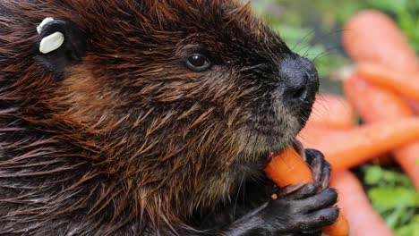 Eurasian-beaver-(Castor-fiber)-or-European-beaver-is-a-beaver-species-that-was-once-widespread-in-Eurasia,-but-was-hunted-to-near-extinction-for-both-its-fur-and-castoreum.