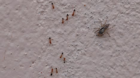 Dolly-Shot-De-Araña-Viendo-Pasar-Hormigas