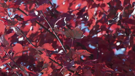 bottom of bright red leaves from below tree branches