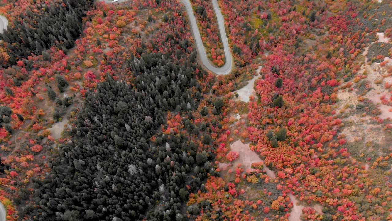 Aerial pan up shot over the colorful trees by Utah's Squaw Peak.
