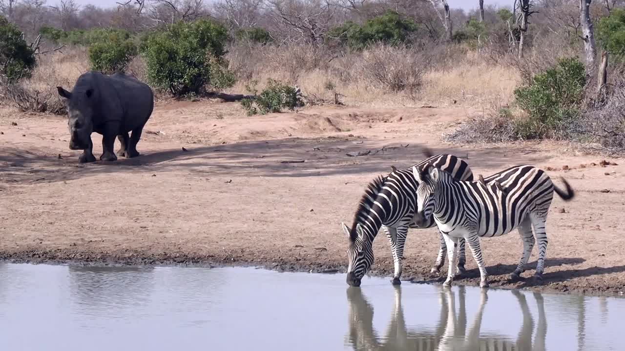 Due zebre assetate e caute bevono a una pozza d'acqua con un grande rinoceronte nelle vicinanze