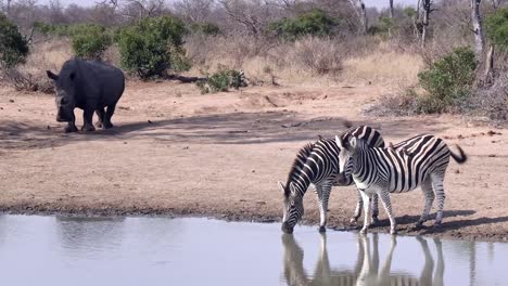 two thirsty cautious zebras drink at watering hole with large rhino nearby